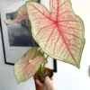 Southern Charm Caladium Bulbs (2 Pack) – Multi-Colored Tropical Leaves
