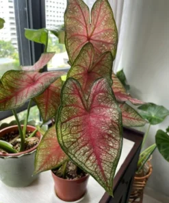 Southern Charm Caladium Bulbs (2 Pack) – Multi-Colored Tropical Leaves