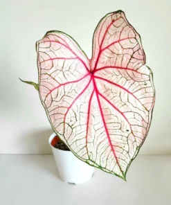 Southern Charm Caladium Bulbs (2 Pack) – Multi-Colored Tropical Leaves
