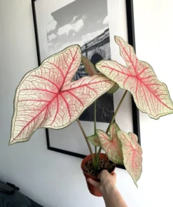 Southern Charm Caladium Bulbs (2 Pack) – Multi-Colored Tropical Leaves