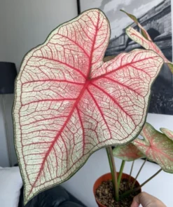 Southern Charm Caladium Bulbs (2 Pack) – Multi-Colored Tropical Leaves