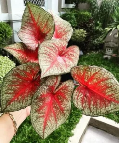 Southern Charm Caladium Bulbs (2 Pack) – Multi-Colored Tropical Leaves