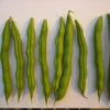 Spangler Heirloom Cornfield Bean (30 Seeds)