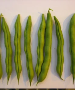 Spangler Heirloom Cornfield Bean (30 Seeds)