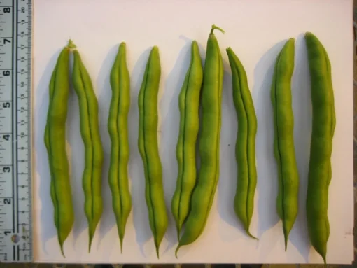 Spangler Heirloom Cornfield Bean (30 Seeds)