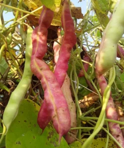 Spangler Heirloom Cornfield Bean (30 Seeds)
