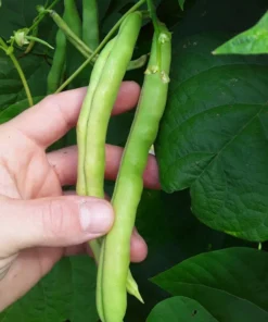 Spangler Heirloom Cornfield Bean (30 Seeds)
