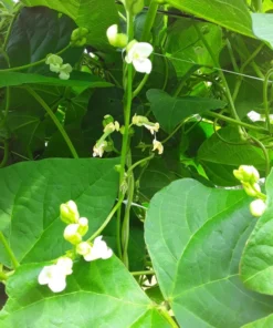 Spangler Heirloom Cornfield Bean (30 Seeds)