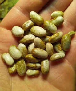 Spangler Heirloom Cornfield Bean (30 Seeds)