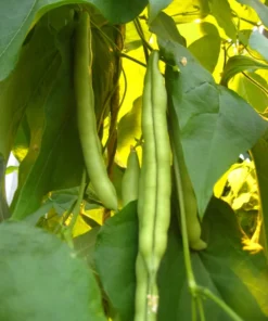 Spangler Heirloom Cornfield Bean (30 Seeds)