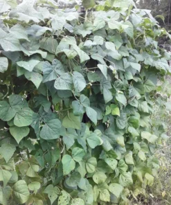 Spangler Heirloom Cornfield Bean (30 Seeds)