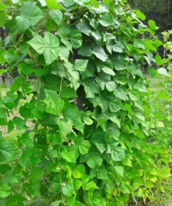 Spangler Heirloom Cornfield Bean (30 Seeds)