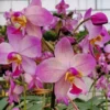 Spathoglottis Harmony, Ground Orchid, Rooted Plant Shipped in 3" Pot