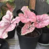 Splash of Wine Caladium Bulbs - White Pink Green Leaves with Red Spots