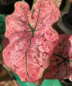 Splash of Wine Caladium Bulbs - White Pink Green Leaves with Red Spots