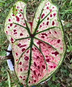 Splash of Wine Caladium Bulbs - White Pink Green Leaves with Red Spots