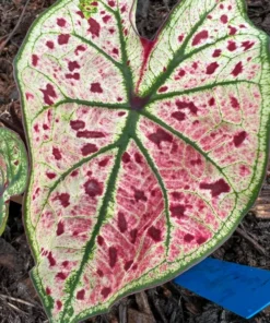 Splash of Wine Caladium Bulbs - White Pink Green Leaves with Red Spots