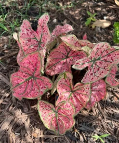 Splash of Wine Caladium Bulbs - White Pink Green Leaves with Red Spots