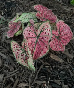 Splash of Wine Caladium Bulbs - White Pink Green Leaves with Red Spots