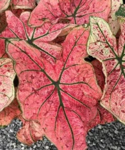 Splash of Wine Caladium Bulbs - White Pink Green Leaves with Red Spots