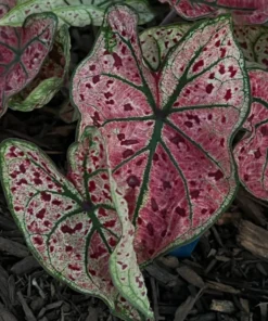 Splash of Wine Caladium Bulbs - White Pink Green Leaves with Red Spots