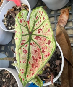 Splash of Wine Caladium Bulbs - White Pink Green Leaves with Red Spots