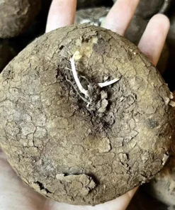 Stephania Cepharantha Rare Caudex Plant - Succulent 3.5-inch Pot