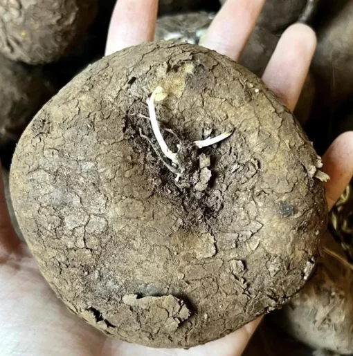 Stephania Cepharantha Rare Caudex Plant - Succulent 3.5-inch Pot
