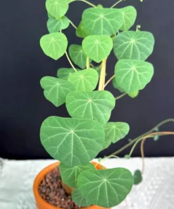 Stephania Cepharantha Rare Caudex Plant - Succulent 3.5-inch Pot