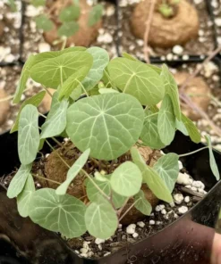 Stephania Cepharantha Rare Caudex Plant - Succulent 3.5-inch Pot