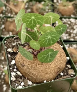 Stephania Cepharantha Rare Caudex Plant - Succulent 3.5-inch Pot