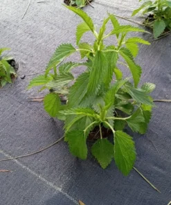 Stinging Nettle ('Less Sting') - Urtica dioica (300 seeds)