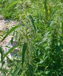 Stinging Nettle ('Less Sting') - Urtica dioica (300 seeds)