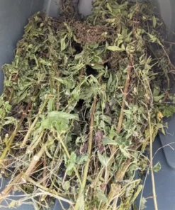 Stinging Nettle ('Less Sting') - Urtica dioica (300 seeds)