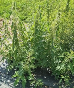 Stinging Nettle ('Less Sting') - Urtica dioica (300 seeds)