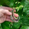 Stortino di Trento Heirloom Italian Pole "Shrimp" Bean (30 seeds)