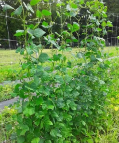 Stortino di Trento Heirloom Italian Pole "Shrimp" Bean (30 seeds)