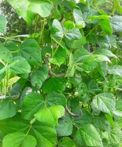 Stortino di Trento Heirloom Italian Pole 