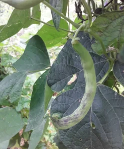 Stortino di Trento Heirloom Italian Pole 