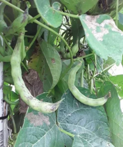 Stortino di Trento Heirloom Italian Pole 