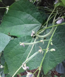 Stortino di Trento Heirloom Italian Pole 