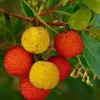 Strawberry Tree Live Plant in 4 Inches Pot Arbutus Unedo Plant Fruit Shrub Tree Outdoors Garden