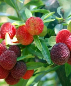 Strawberry Tree Live Plant in 4 Inches Pot Arbutus Unedo Plant Fruit Shrub Tree Outdoors Garden