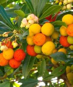 Strawberry Tree Live Plant in 4 Inches Pot Arbutus Unedo Plant Fruit Shrub Tree Outdoors Garden