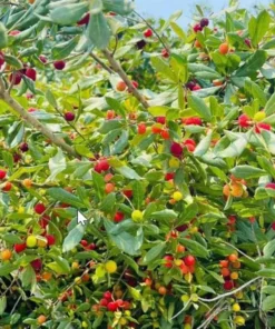Strawberry Tree Live Plant in 4 Inches Pot Arbutus Unedo Plant Fruit Shrub Tree Outdoors Garden