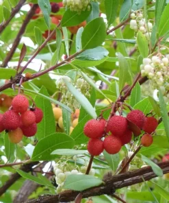 Strawberry Tree Live Plant in 4 Inches Pot Arbutus Unedo Plant Fruit Shrub Tree Outdoors Garden