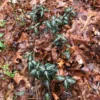 Striped Wintergreen Chimaphila maculata Evergreen Ground Cover 5 Pack Variegated Leaves