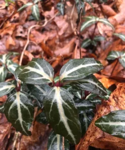 Striped Wintergreen Chimaphila maculata Evergreen Ground Cover 5 Pack Variegated Leaves