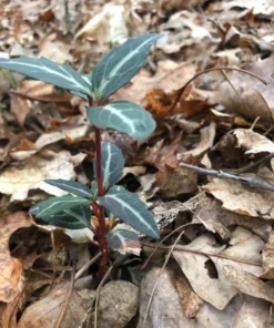 Striped Wintergreen Chimaphila maculata Evergreen Ground Cover 5 Pack Variegated Leaves