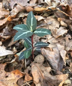 Striped Wintergreen Chimaphila maculata Evergreen Ground Cover 5 Pack Variegated Leaves